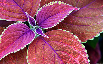 Collection of For Pc on 600Ã758 Live For HD wallpaper